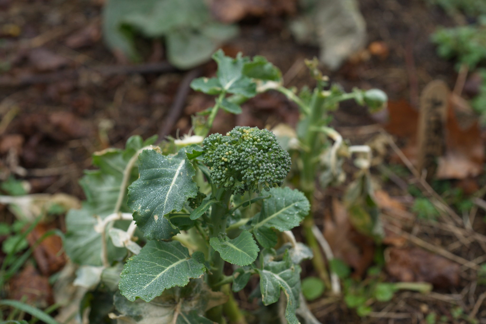 20210228  Gruen(t)raumHeimfeld 005